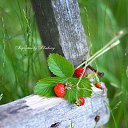 ���� Severnaya, ������ �������� - ��������� 13 ���� 2020 � ������ ������ ��������