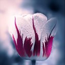 ���� Lara, ������� - ��������� 20 ������� 2020 � ������ �������