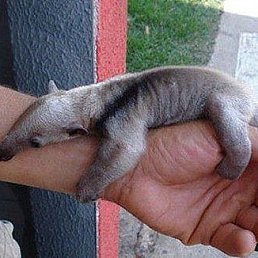 ���� ������, ������� - ��������� 17 ������ 2020