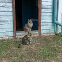 ���� �������, ���������, 71 ��� - ��������� 2 ������ 2020 � ������ ������ ��������