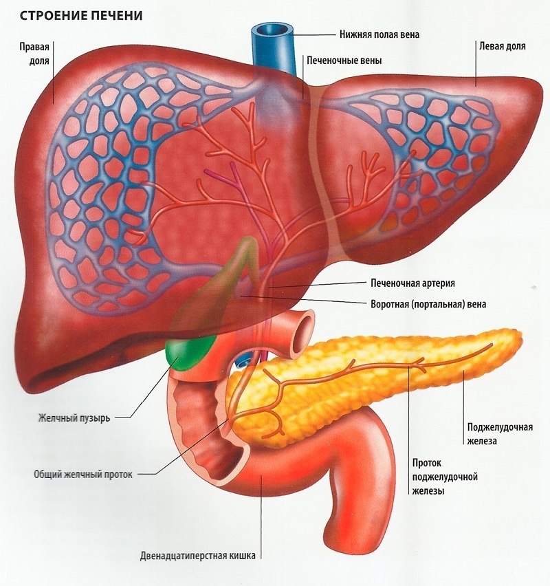Печень схема человека