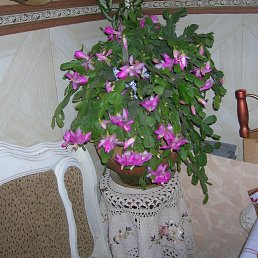 ��������, �������, 74 ����