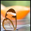 ���� ����, �����-���������, 55 ��� - ��������� 2 ������ 2021 � ������ �butterflies�