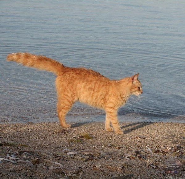 a  a  Ca, a.  - a a     ... - 9