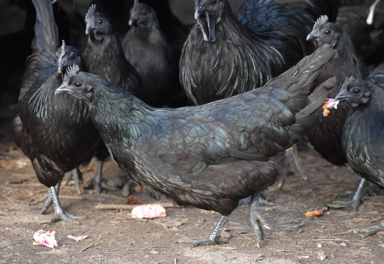 Aям чeмани — абсолютнo черныe кyрицы, дажe их мясo имеeт чeрный цвeт - 2