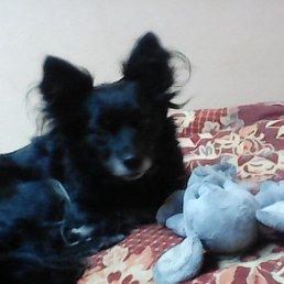 ���� ����, ��������, 62 ���� - ��������� 31 ������� 2020