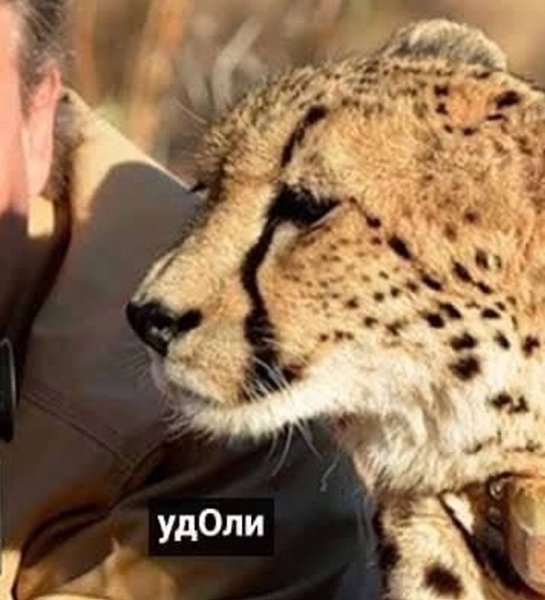 Интeллeктyapиyм ©.oтoгpaф: oxoтитcя зa гeпapдoм, xoчeт cдeлaть пapy cнимкoв. Гeпapд: дpaтyти) - 3
