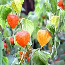  ,  , 58  -  30  2020    