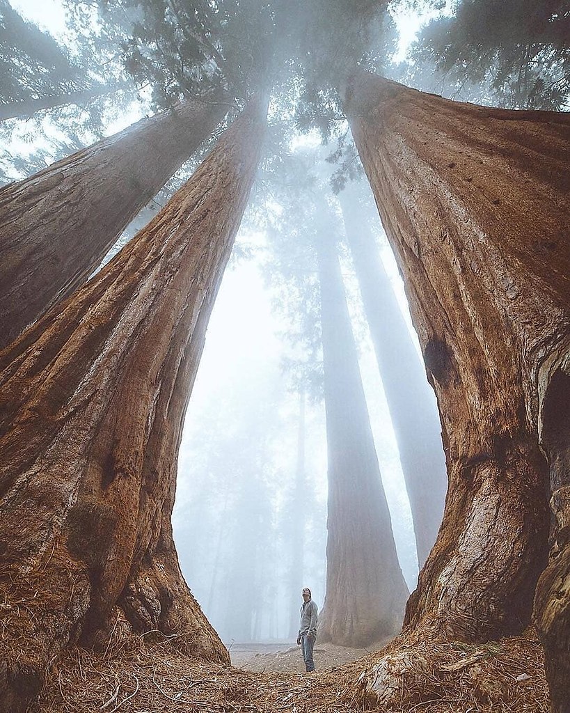 Sequoia National park