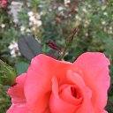 ���� �������, ������������, 53 ���� - ��������� 2 ����� 2021 � ������ ���� ����������