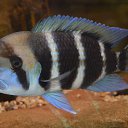 ���� ����, ������ - ��������� 8 ������� 2021 � ������ ���� ����������