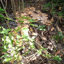 �������, ��������, 67 ���