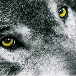 ���������, ������, 54 ����