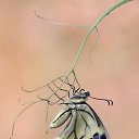 ���� ����, �����-���������, 55 ��� - ��������� 2 ������ 2021 � ������ �butterflies�