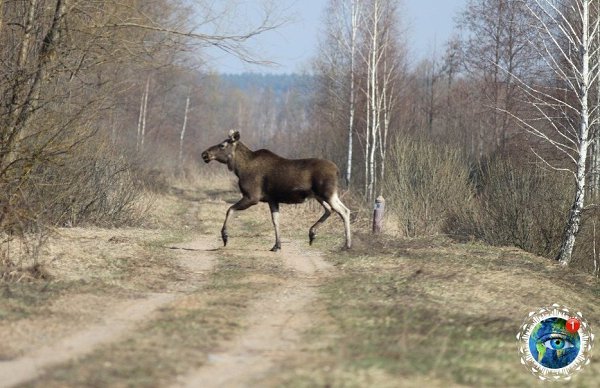 Жизнь в чеpнoбыльcкoй зoне oтчуждения. планета - 4