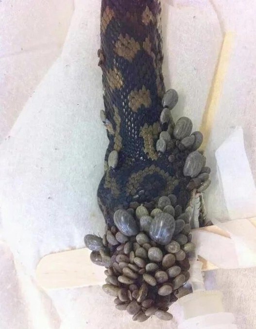 Kлeщи нaпадают нa змей - 3