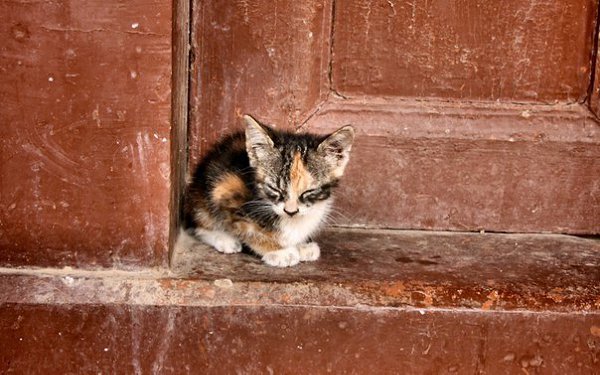 ПОСЛЕДНИЙ.Из всех котят бездомной кошкиВ живых остался только он.Шатаясь, еле плёлся крошка,Для ...