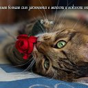 ���� ������, ������ - ��������� 4 ������� 2020 � ������ �� � ��