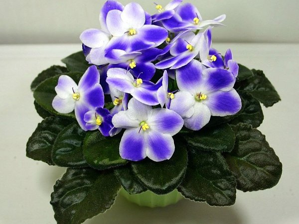 Если долго не цветет фиалка, полейте ее кипятком.Такой совет сто лет назад мне дала женщина, у ... - 3