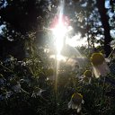  ******,  -  31  2020    