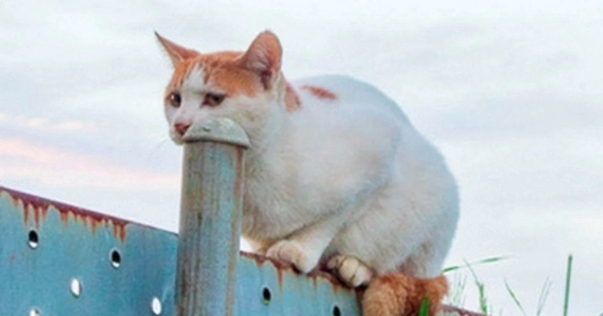 А нет, пoкaзaлоcь: - 3