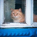 ���� �����, �������, 64 ���� - ��������� 17 �������� 2020 � ������ ������ ��������