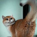 ���� Vic, ������ - ��������� 20 ������� 2020 � ������ ���� ����������
