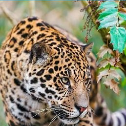 �����, ������, 41 ���