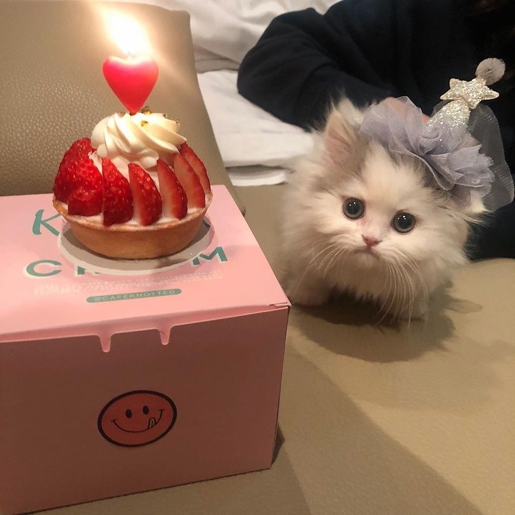 день рождения у кошки