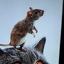 ���� ������, ��������� - ��������� 11 ������� 2021