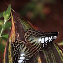 ���� ����, �����-���������, 55 ��� - ��������� 2 ������ 2021 � ������ �butterflies�