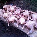 ���� Kombain, �����, 51 ��� - ��������� 23 ������� 2020