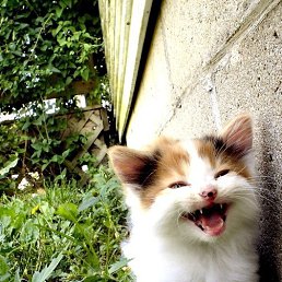 �������, ������, 38 ���