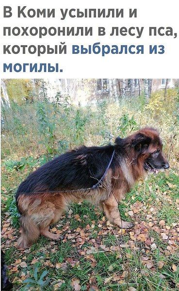 Овчарка выжила после усыпления, вылезла из могилы и пошла домой.ххх