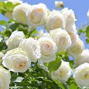 ���� �������, �����-���������, 61 ��� - ��������� 10 ������ 2020