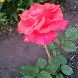 �����, ������, 44 ����