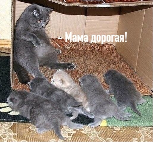 Без кота и жизнь не та - 11 августа 2020 в 18:42