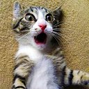  ,  -  7  2020   07.12.2020...   ..