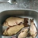���� �������, ������, 43 ���� - ��������� 6 ������� 2021 � ������ ���� ����������