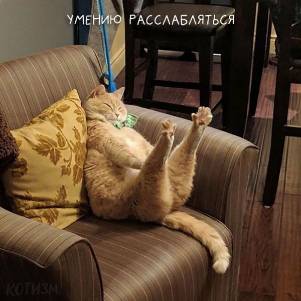 1 марта отмечается День кошек. Нам есть чему поучиться у пушистусов - 2