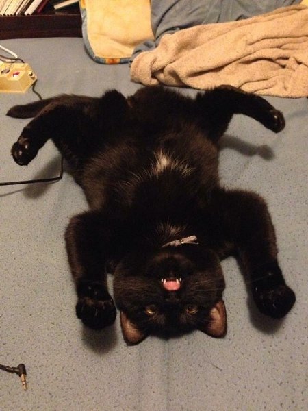 Кошачья ловушка: показывает вам свой живот, и с вероятностью 50% это просто уловка, и он собираются ...