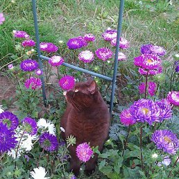 ������, ������, 61 ���