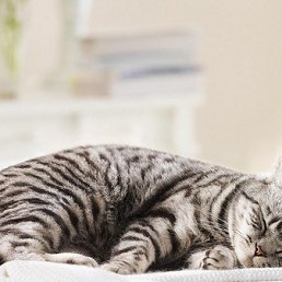 ���, ����, 34 ����