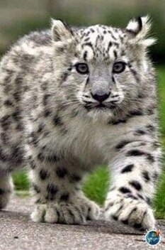 oopa eepoo  co c apco.  - 6