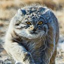 ���� �����, ������������ - ��������� 3 �������� 2020 � ������ ���� ����������