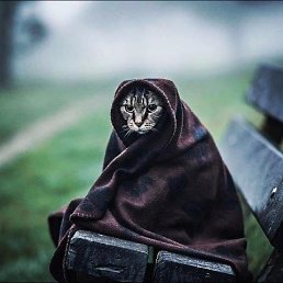 ���������, ����, 66 ���