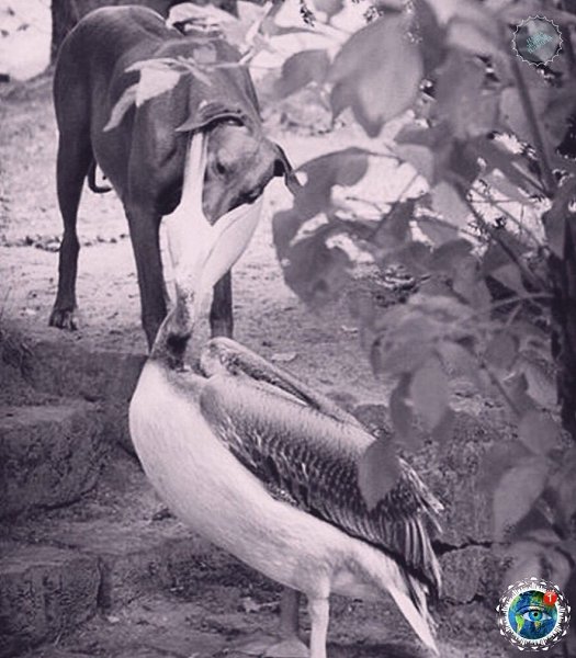 cop eaa, oop poco xoe py.  - 3