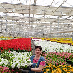 ����, �����, 66 ���