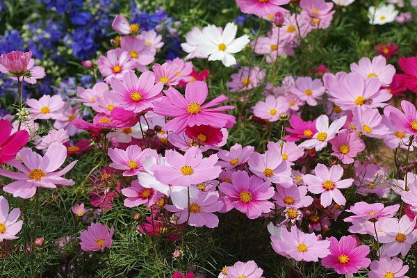 Какие какие цветы посеять в июне.КАКИЕ ЦВЕТЫ МОЖНО ПОСЕЯТЬ В ГРУНТ В ИЮНЕЭти растения успеют ... - 3