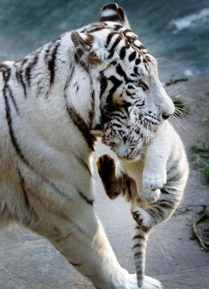 Живут белые тигры